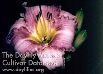 Daylily Bubba's Tribute to Veterans